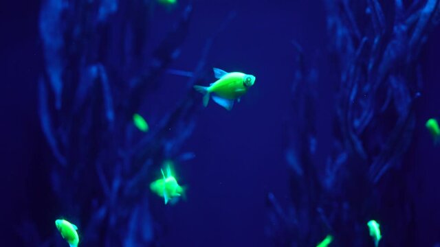 Thorncia glofish green in aquarium