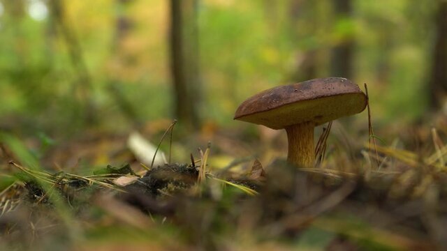 Bay bolete being cut off with a pocket knife. Close up. Mushroom picking is a traditional autumn activity in Poland and other Slavic countries.