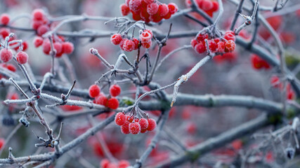 Viburnum bush with frost-covered red berries and branches