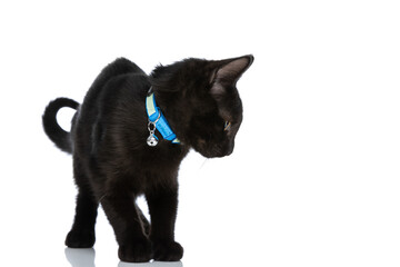 cute little black cat with blue collar looking down and side