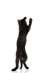 playful black metis kitty with collar standing on back legs and playing