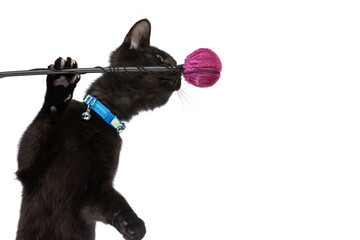 playful little black kitty with collar holding toy and having fun © Viorel Sima