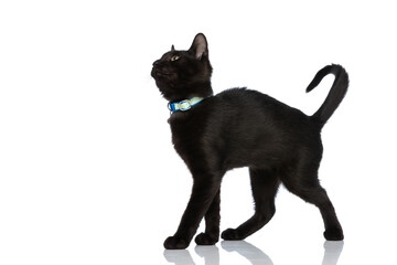side view of adorable black kitty with blue collar looking up and walking
