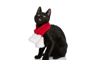 hungry little metis cat wearing christmas scarf and sticking out tongue
