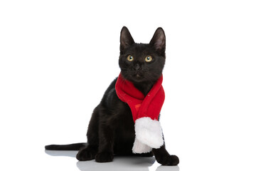 sweet black metis kitten wearing red christmas scarf and looking up