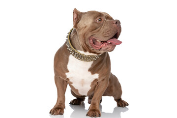 cute american bully puppy with golden collar looking to side and panting