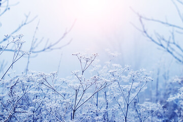 Frost-covered thickets of dry grass in winter during sunrise in gentle light blue and pink tones