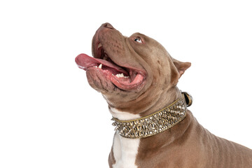 side view of eager american bully dog looking up and panting
