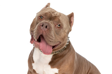 happy american bully dog sticking out tongue and panting