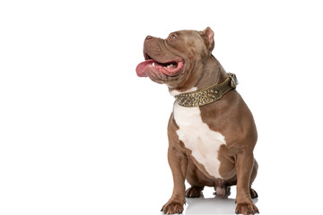 curious american bully dog panting and looking up and side