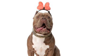 cute american bully dog with bow headband sticking out tongue