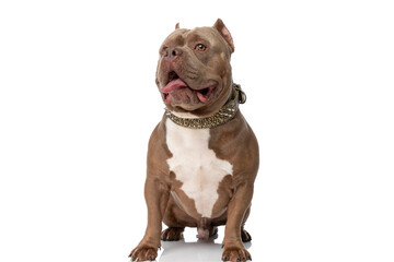 adorable brown american bully with golden collar sticking out tongue