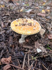 Poisonous beauty 