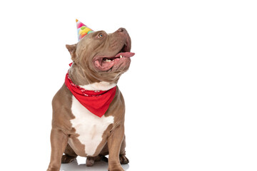 curious american bully dog wearing birthday hat and panting