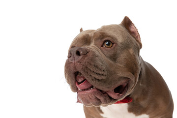 closeup of elegant american bully dog with bowtie looking away