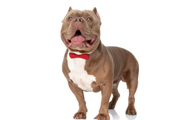 elegant american bully dog with red bowtie looking up and panting