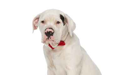precious american bulldog puppy wearing red bowtie