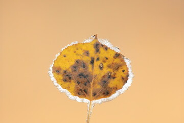 yellow and brown autumn leaf rimmed with frost