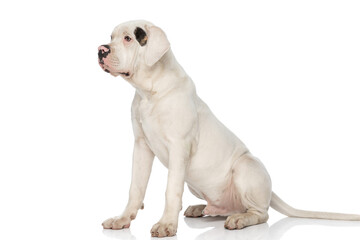 side view of lovely american bulldog dog looking to side and sitting