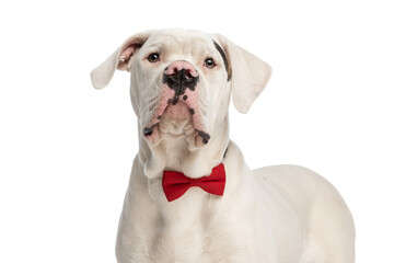 beautiful elegant american bulldog dog with bowtie looking up