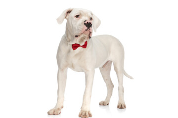 cute elegant american bulldog dog wearing red bowtie and looking to side