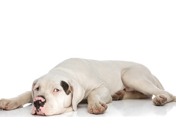 lazy american bulldog puppy laying down and looking up