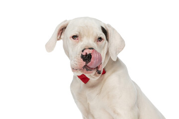 cute american bulldog puppy with red bowtie licking nose