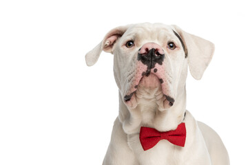 portrait of cute american bulldog dog wearing red bowtie