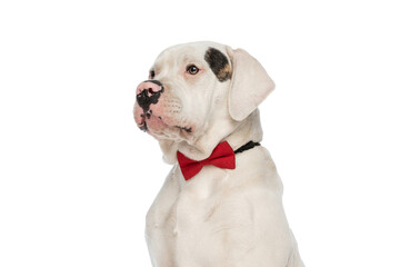 cute american bulldog dog with red bowtie looking to side