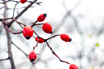 Rosehip branch with red berries in winter during the thaw