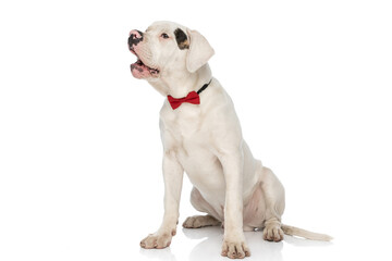 elegant american bulldog puppy with red bowtie barking