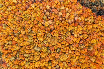 Waldfläche im Herbst aus 100m Höhe