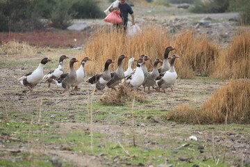 group of ducks 