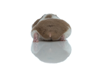 syrian hamster showing his buttocks at the camera