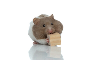 cute syrian hamster trying to eat a wooden cube