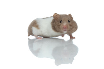 sweet syberian hamster walking to the side
