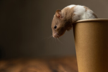 adorable syrian hamster trying to escape from a cup
