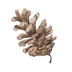 Watercolor botanical pine cones set. Vintage illustration hand drawing. Object isolated on white background. For holidays background, card, winter poster, banner, wallpaper, wrapping paper, design
