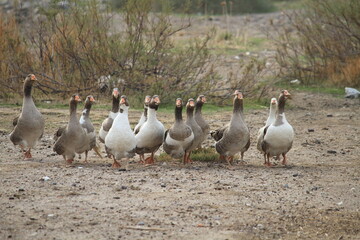 group of ducks 