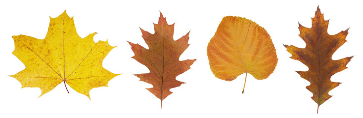 Set of autumn leaves isolated on white background. High resolution. 