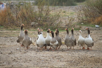 group of ducks 