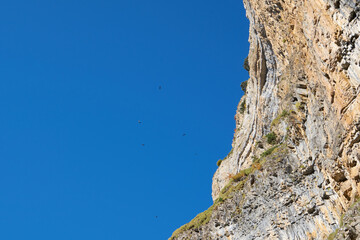 eagles flying over a canyon cliff