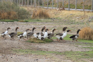 group of ducks 