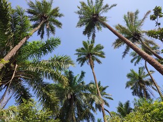Fototapeta na wymiar palm trees on sky