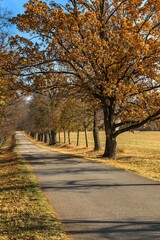 Autumn rural asphalt road in the Czech Republic. Autumn color of oaks. Sunny autumn day.
