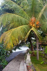 Fototapeta na wymiar Walkway to beach from tropical garden. Beautiful garden with tropical plants near the sea.