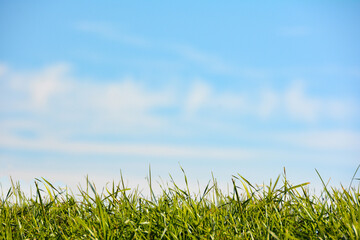 Obraz premium Grass and many blue sky