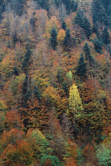 autumn in the forest