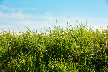 Green grass and blue sky