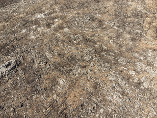 Aerial View Forest Fire in Red Pine Forests